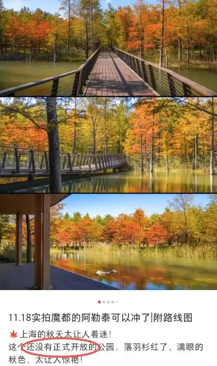 图片[2]-上海有个超美的新公园，未开先火！有人偷偷爬进去、溜进去、翻进去……太危险！-三林塘