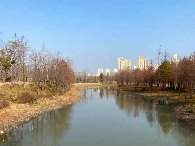 上海公园总数达到1100座!三林滨江城市森林“水森林”已基本建成,计划今年春天开放-三林塘