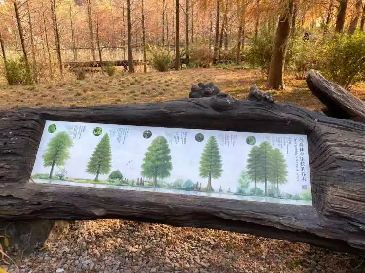 图片[2]-上海公园总数达到1100座！三林滨江城市森林“水森林”已基本建成，计划今年春天开放-三林塘