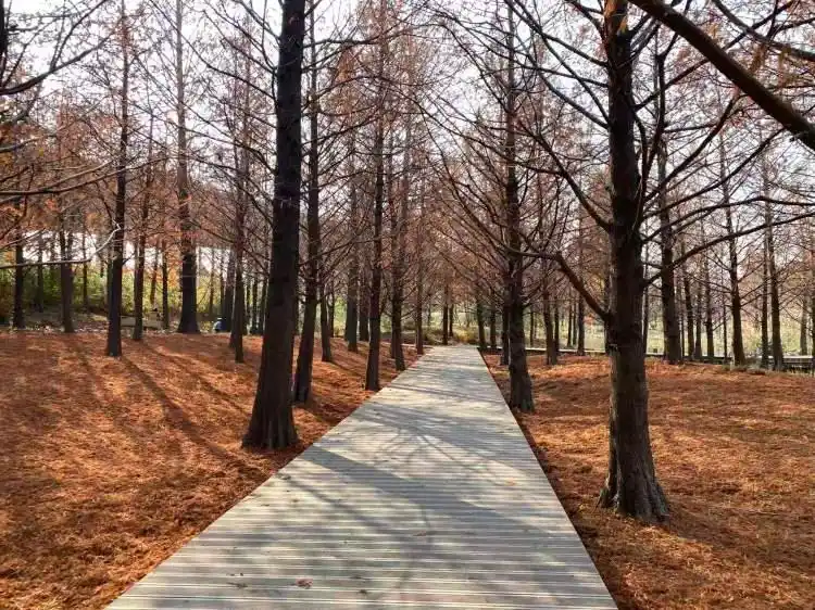 图片[5]-上海公园总数达到1100座！三林滨江城市森林“水森林”已基本建成，计划今年春天开放-三林塘